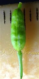  Fruit